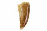 Bargain, Serrated Raptor Tooth - Morocco #69139-1